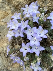 Campanula fragilis cavolinii