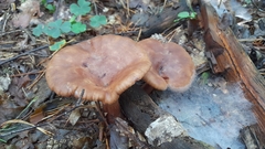 Lactarius helvus