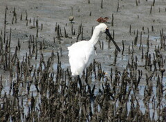 Platalea regia