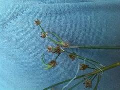 Juncus acutiflorus