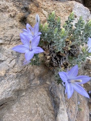 Campanula fragilis cavolinii