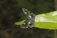 Calydna sturnula