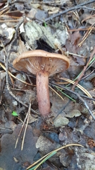 Lactarius helvus