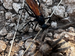 Pepsis grossa