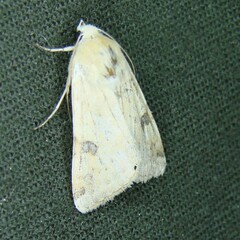 Heliothis peltigera