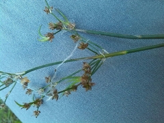 Juncus acutiflorus
