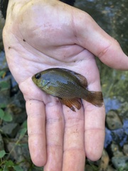 Enneacanthus gloriosus