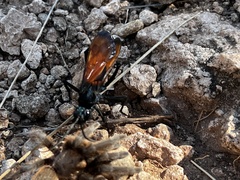 Pepsis grossa