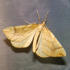 Eulithis mellinata