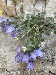 Campanula fragilis cavolinii