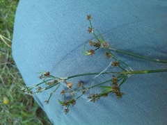 Juncus acutiflorus