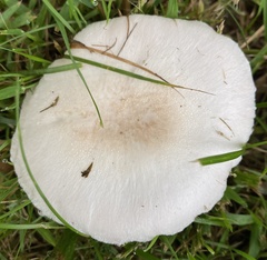 Agaricus campestris