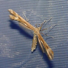 Marasmarcha lunaedactyla