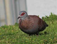 Columba guinea phaeonota