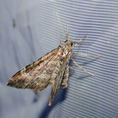 Xanthorhoe spadicearia