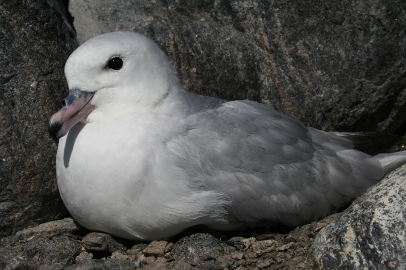 Southern Fulmar