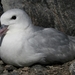 Southern Fulmar - Photo (c) Wikimedia Commons, some rights reserved (CC BY-SA)