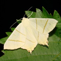 Ourapteryx sambucaria