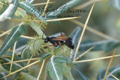 Cryptocheilus versicolor