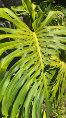 Monstera deliciosa