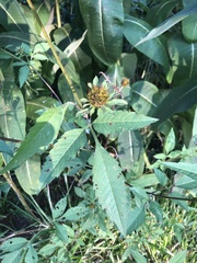 Bidens vulgata
