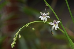 Arthropodium