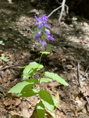 Campanula trichocalycina