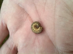 Phlogophora meticulosa