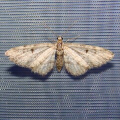 Eupithecia tantillaria