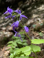 Campanula trichocalycina
