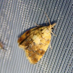 Pseudargyrotoza conwagana