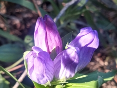 Gentiana catesbaei