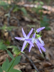 Campanula trichocalycina