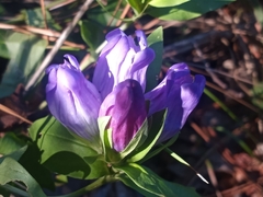 Gentiana catesbaei