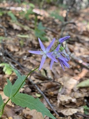 Campanula trichocalycina