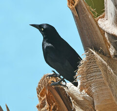 Quiscalus lugubris