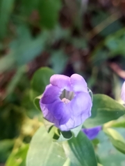 Gentiana catesbaei
