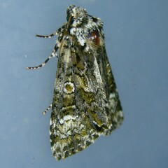 Craniophora ligustri