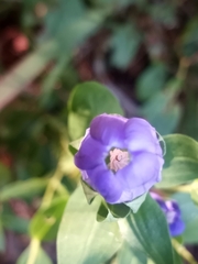 Gentiana catesbaei