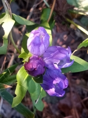 Gentiana catesbaei