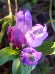 Gentiana catesbaei