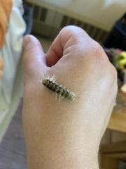 Spilosomina