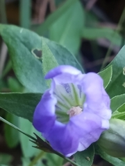 Gentiana catesbaei