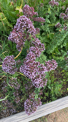Origanum vulgare