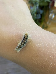 Spilosomina