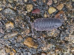 Porcellio