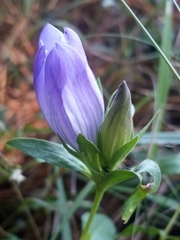 Gentiana catesbaei
