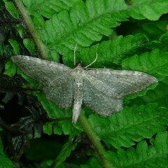 Philereme vetulata