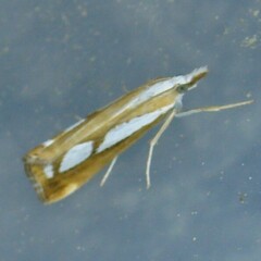 Catoptria myella
