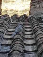 Streptopelia decaocto